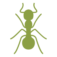 Ants