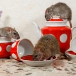 Rodent Control