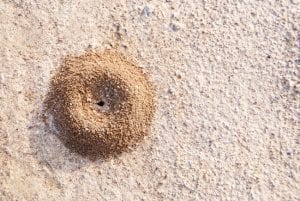 Top Signs You Need an Ant Inspection
