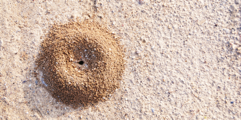 Top Signs You Need an Ant Inspection