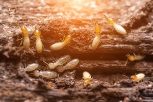 Termite Inspection in Durham, North Carolina
