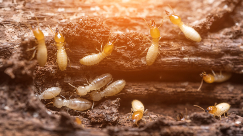 Signs You Need Termite Removal
