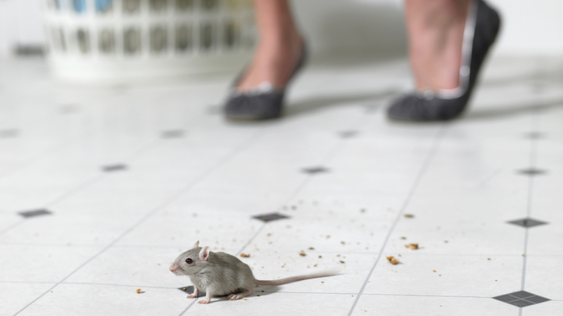 The Best Ways to Implement Mice Control