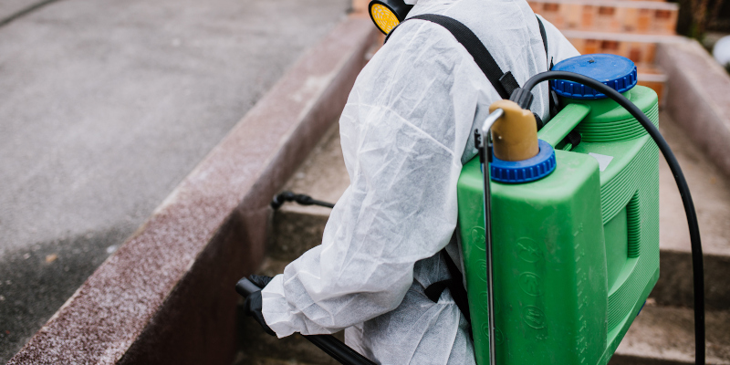 Termite Removal in Durham, North Carolina