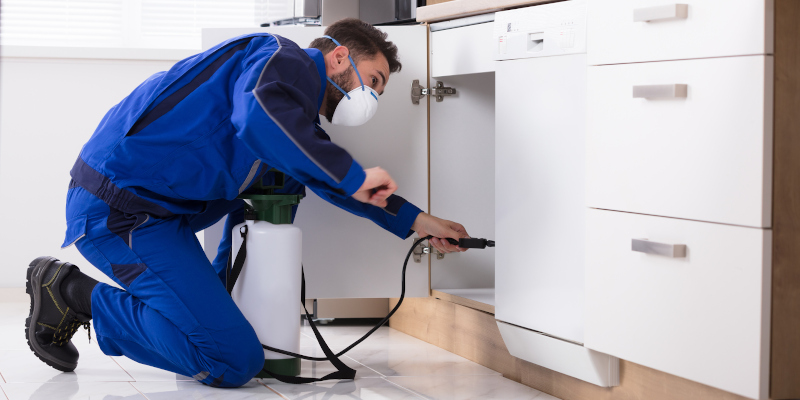 Cockroach Removal in Durham, North Carolina