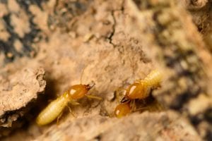 Five Signs That You Need Termite Removal