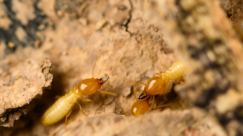 Five Signs That You Need Termite Removal