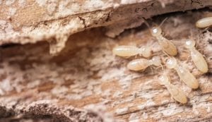 Everything You Need to Know About Termites and Termite Control