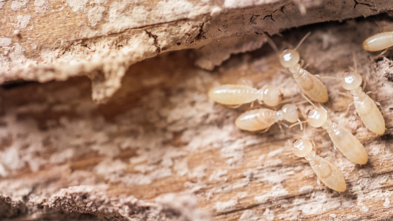 Everything You Need to Know About Termites and Termite Control