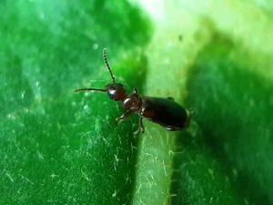 How to Best Prepare for Ant Removal