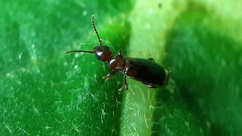 How to Best Prepare for Ant Removal