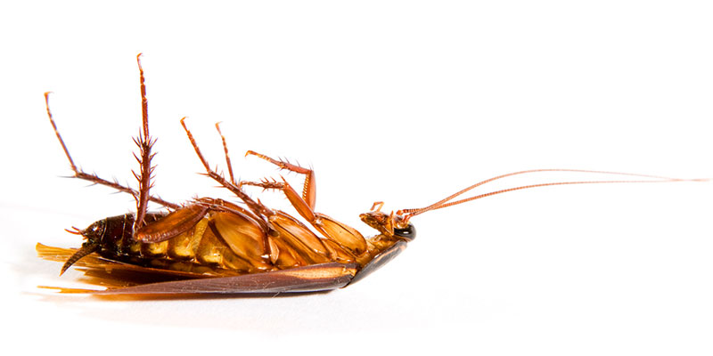 When to Call for Professional Cockroach Removal
