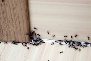 3 Tips for Effective Ant Control