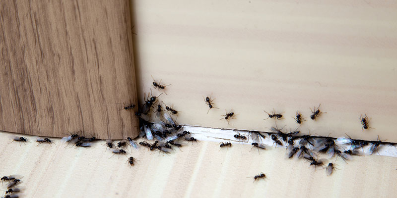 3 Tips for Effective Ant Control