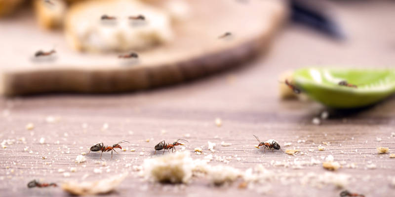 Eradicate Your Ant Problem with Eco-Friendly Ant Removal