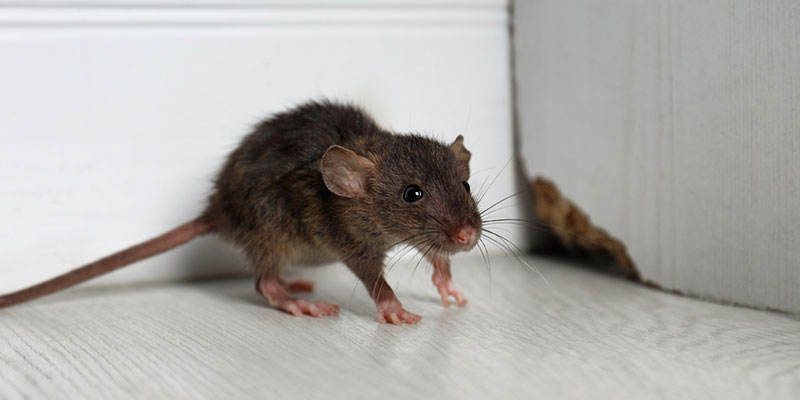 Rodent Control: 4 Signs You Need a Professional
