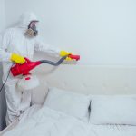 Bed Bug Removal