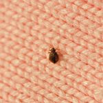 Bed Bug Control