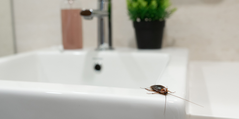 3 Signs You Need a Professional Cockroach Inspection