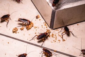 3 Tips for Cockroach Management