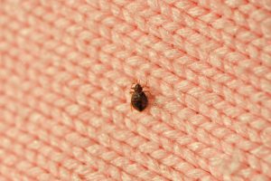 Areas Around Your Home That May Need Bed Bug Control
