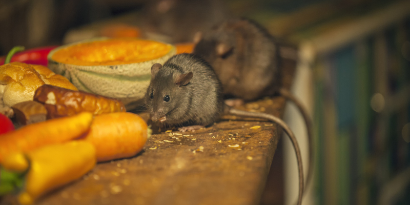 Do You Need Mice Control Services?