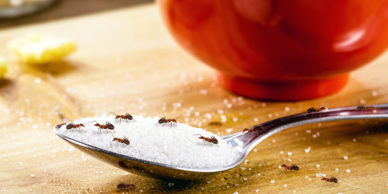 Ant Management Tips to Keep Your Pantry Critter-Free