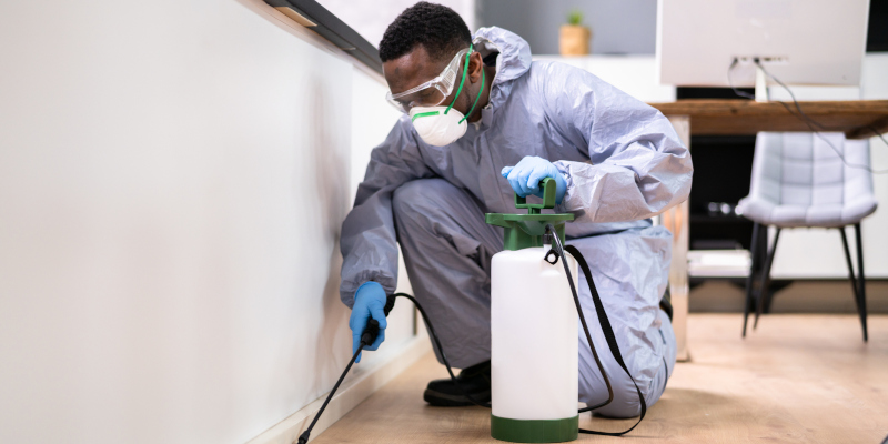 When Is the Best Time to Consider Pest Control?