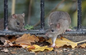 3 Rat Control Measures That Probably Won’t Work During an Infestation