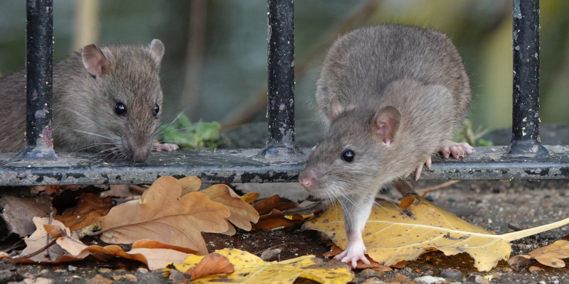 3 Rat Control Measures That Probably Won’t Work During an Infestation