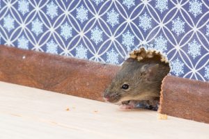 FAQs About Rodent Control
