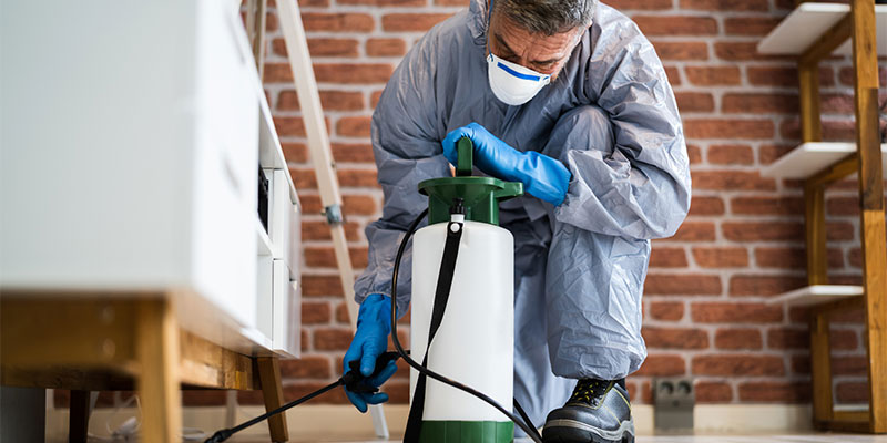 3 Reasons to Hire a Professional Exterminator