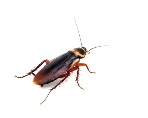 A Homeowner’s Guide to Cockroach Management