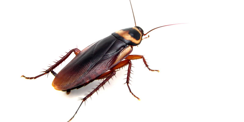 A Homeowner’s Guide to Cockroach Management