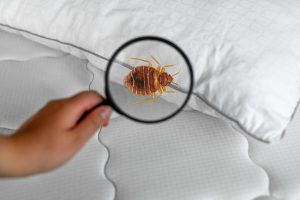 4 Reasons to Schedule a Bed Bug Inspection