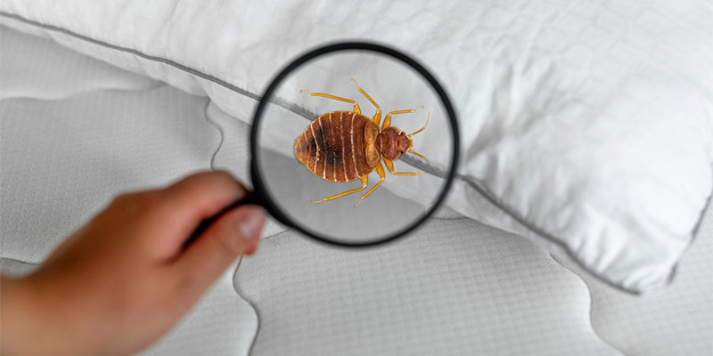 4 Reasons to Schedule a Bed Bug Inspection