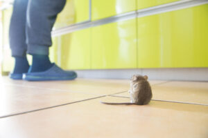 Pest Control Strategies in Rural Vs. Urban Areas